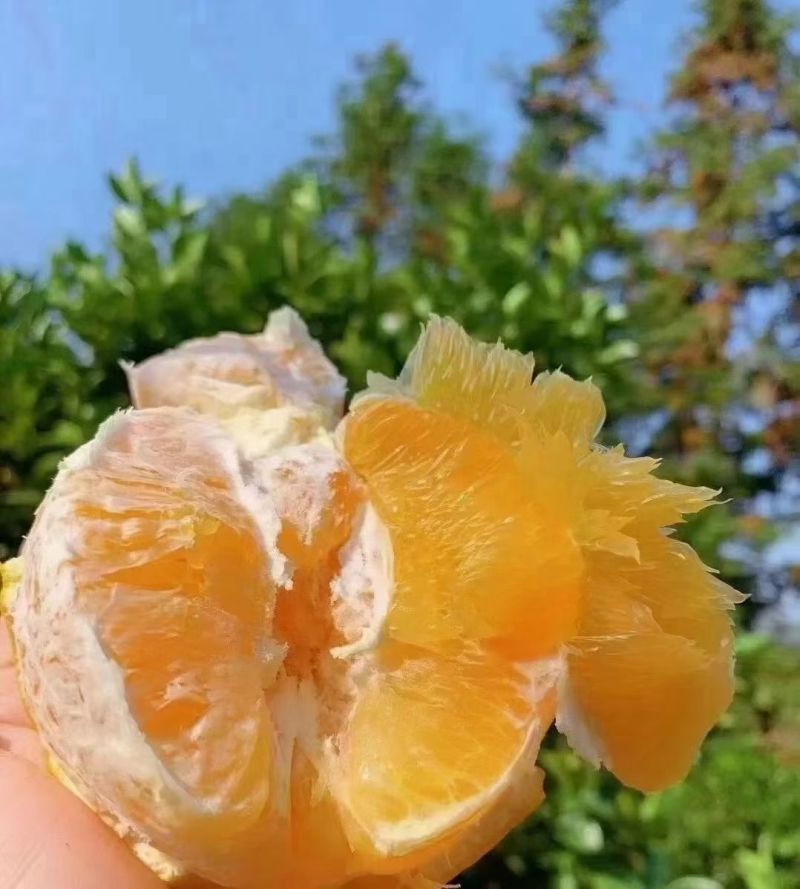 正宗赣南脐橙