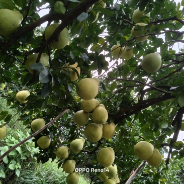 江永香柚