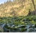 昭通高山佛手瓜