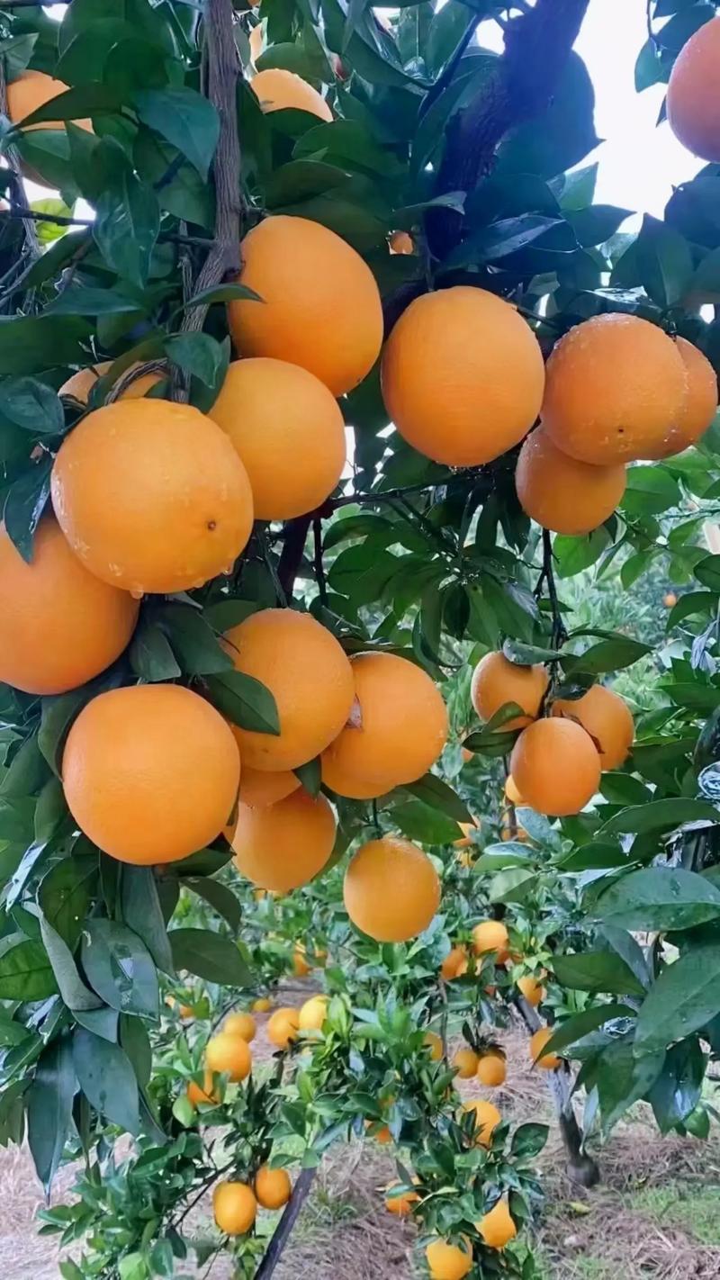 怀化脐橙