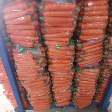 开封本地沙地三红胡萝卜大量现货，品质保证，一手货源，代发全国