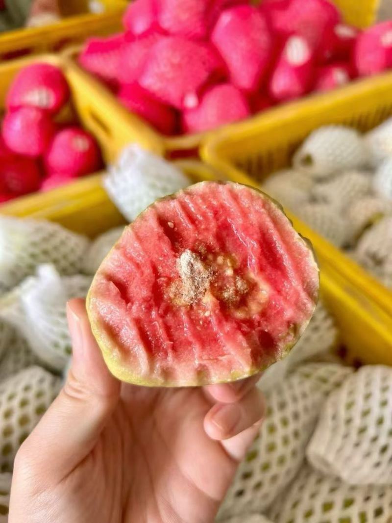 广东红心芭乐自家果园货源充足质量保证可产地看货