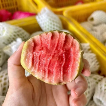 广东红心芭乐自家果园货源充足质量保证可产地看货