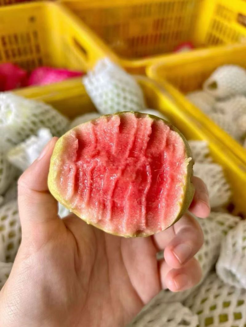 广东红心芭乐自家果园货源充足质量保证可产地看货