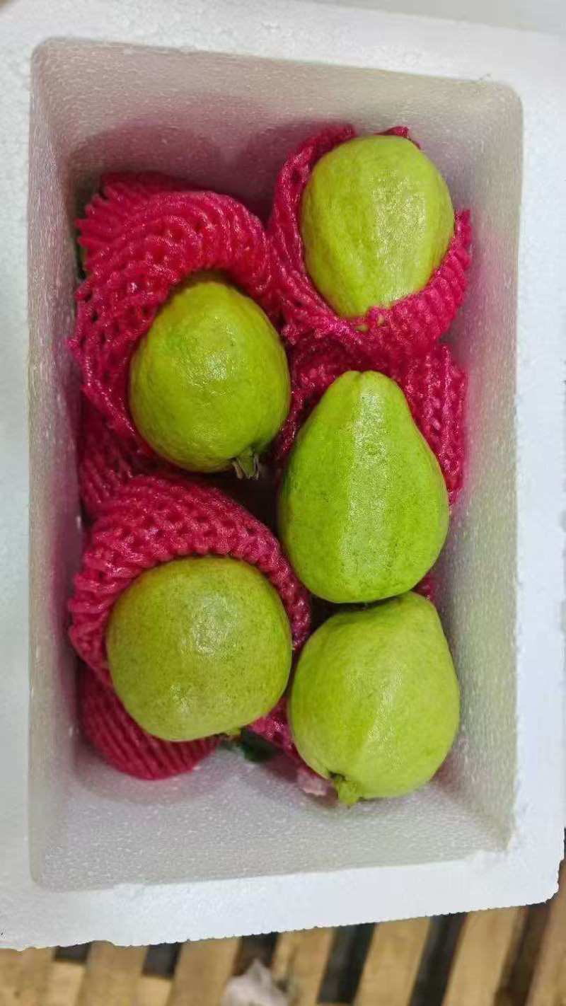 广东红心芭乐自家果园货源充足质量保证可产地看货