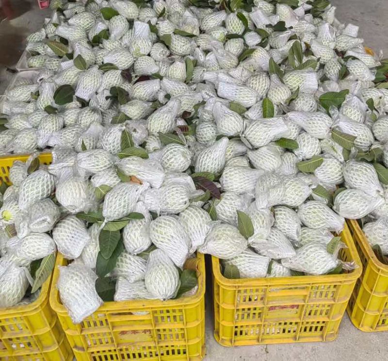 广东红心芭乐自家果园货源充足质量保证可产地看货