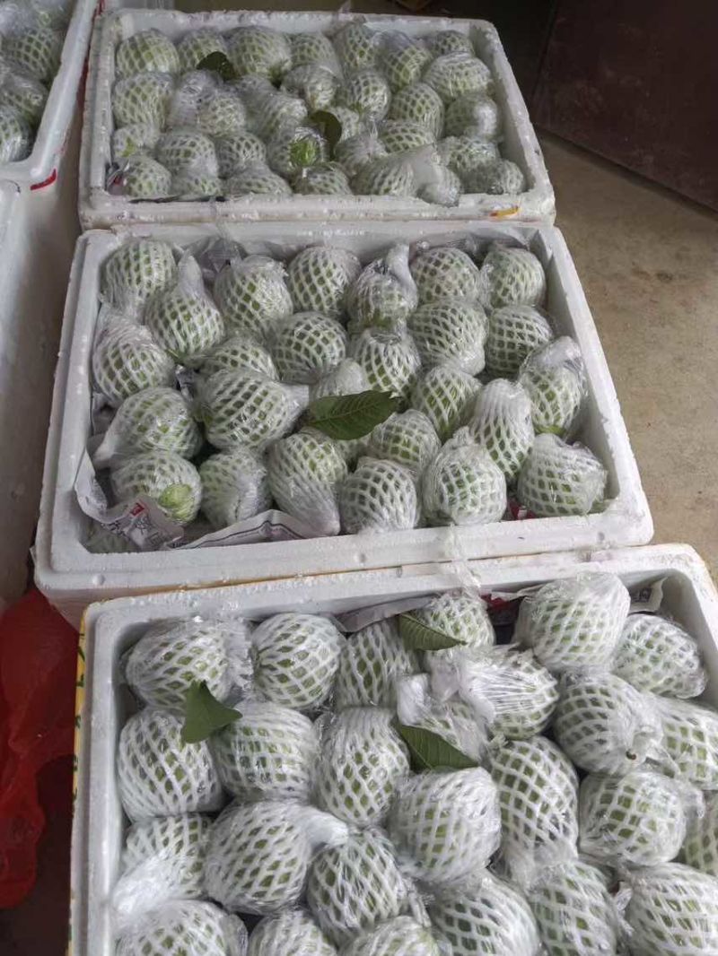 广东红心芭乐自家果园货源充足质量保证可产地看货