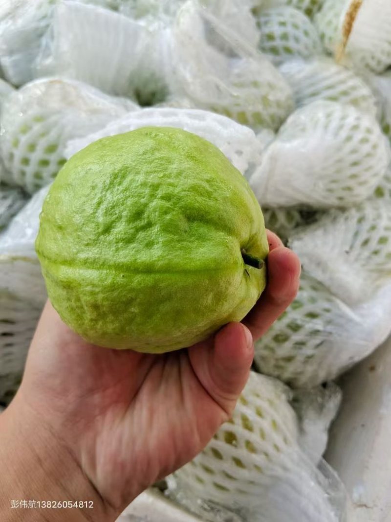 广东红心芭乐自家果园货源充足质量保证可产地看货