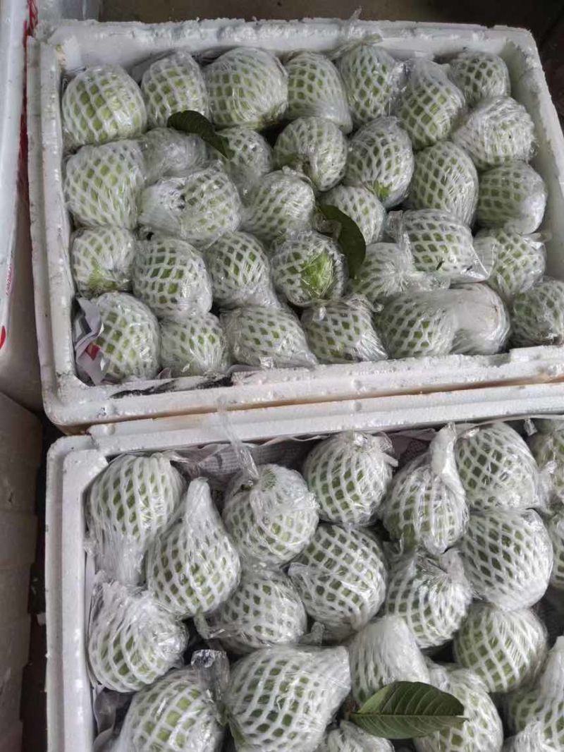 广东红心芭乐自家果园货源充足质量保证可产地看货