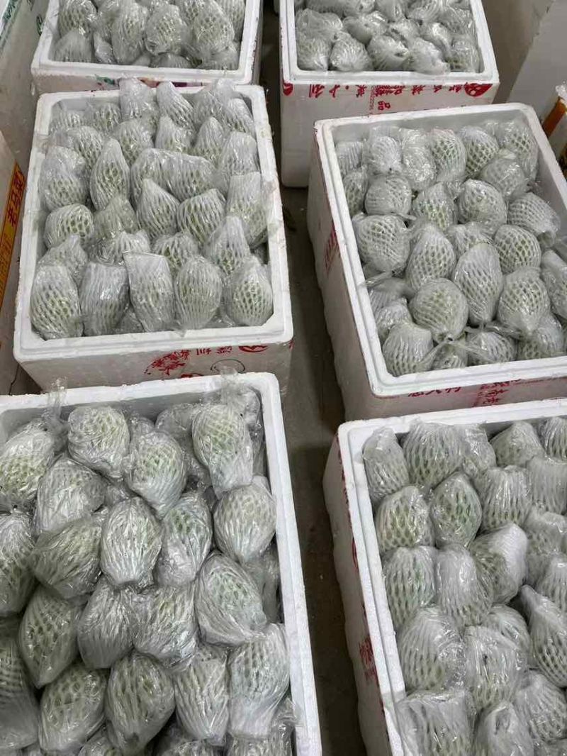广东红心芭乐自家果园货源充足质量保证可产地看货