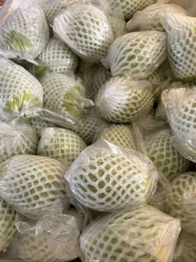 广东红心芭乐自家果园货源充足质量保证可产地看货