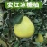 湖南安江冰糖柚