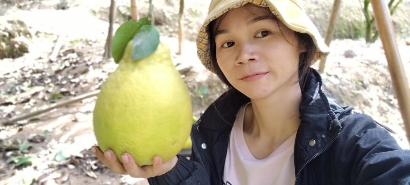 广西容县沙田柚自家果园老树果大量批发价***********