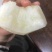 云南丽江金沙木梨