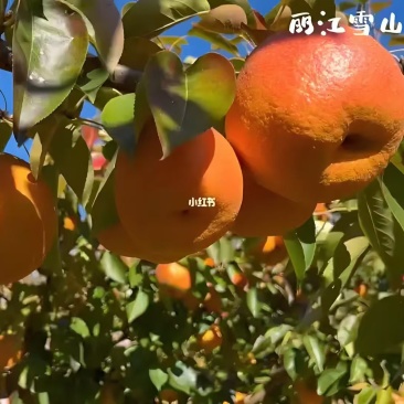 云南丽江金沙木梨