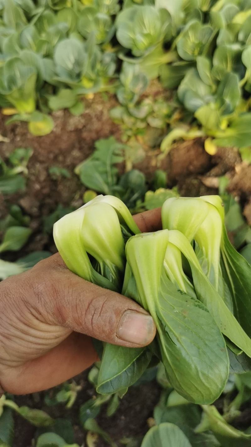 小青仔广东菜心