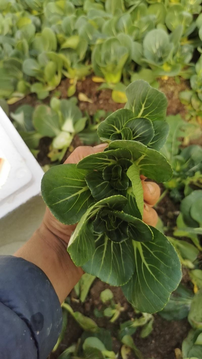 小青仔广东菜心
