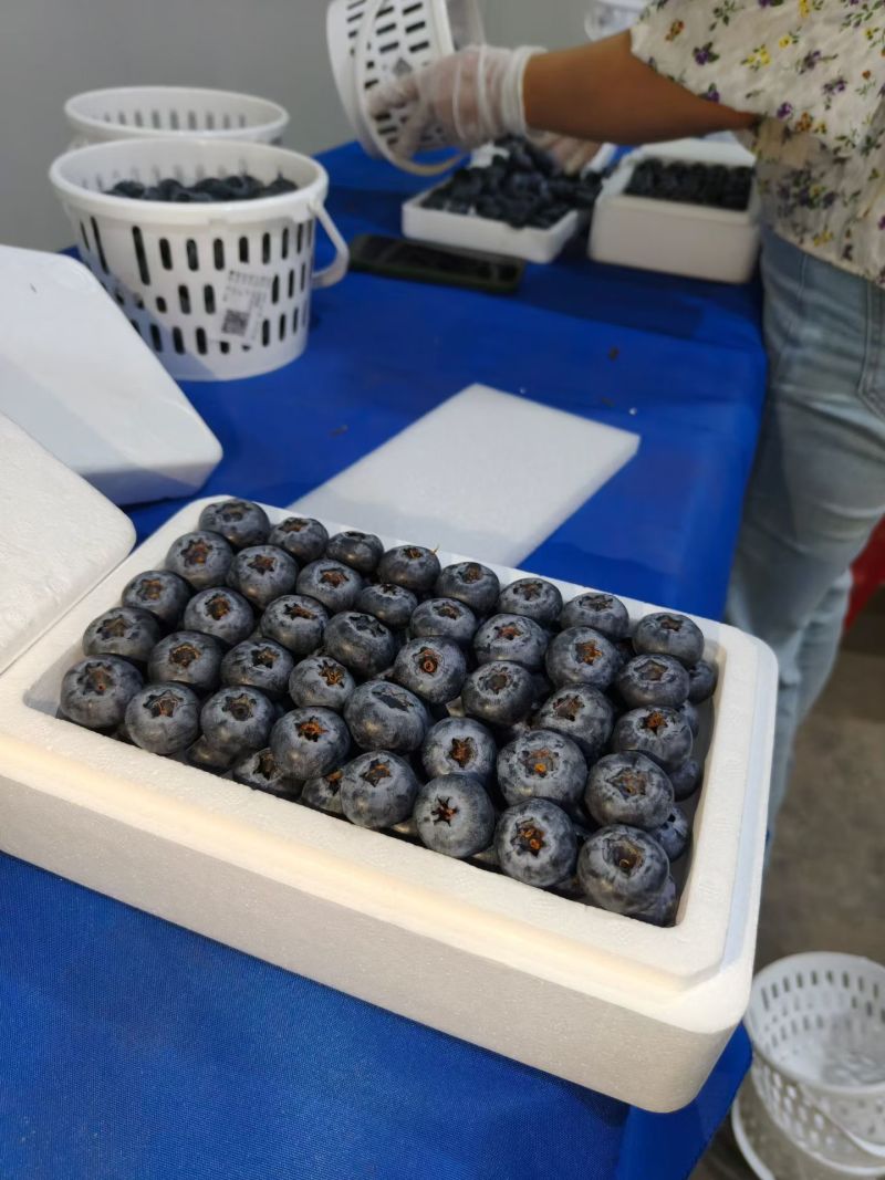 巨无霸蓝莓22mm±云南花香脆甜蓝莓新鲜水果顺丰冷链
