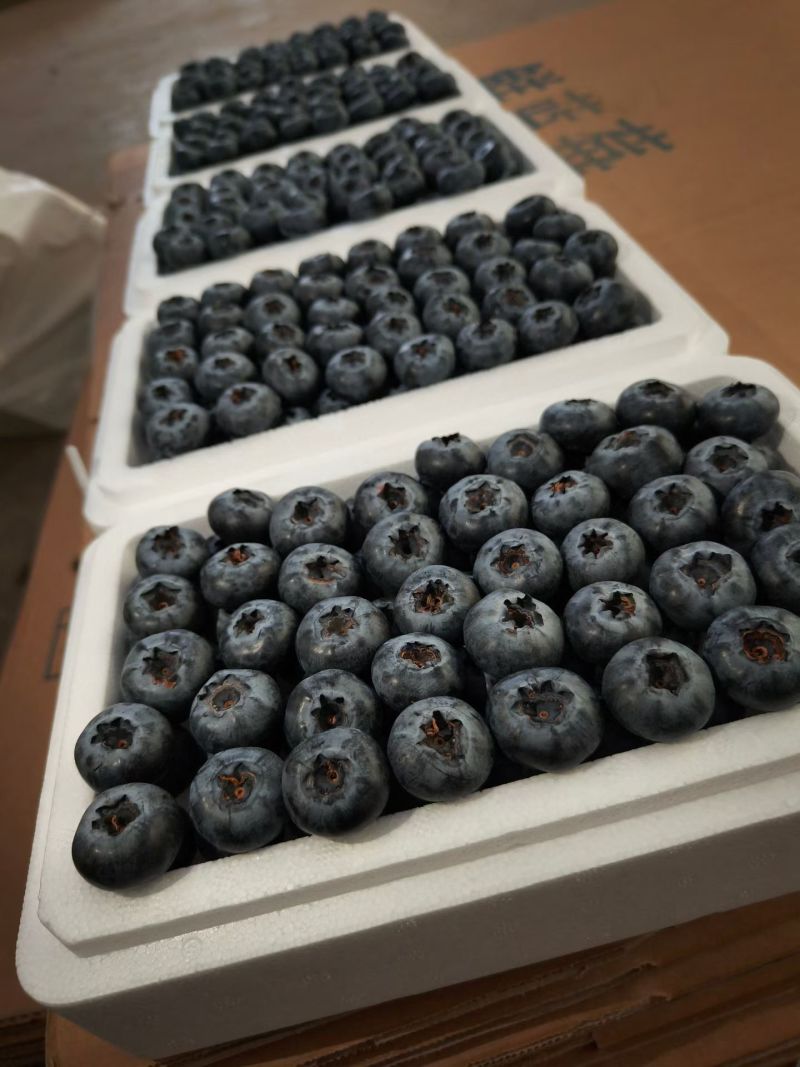 巨无霸蓝莓22mm±云南花香脆甜蓝莓新鲜水果顺丰冷链