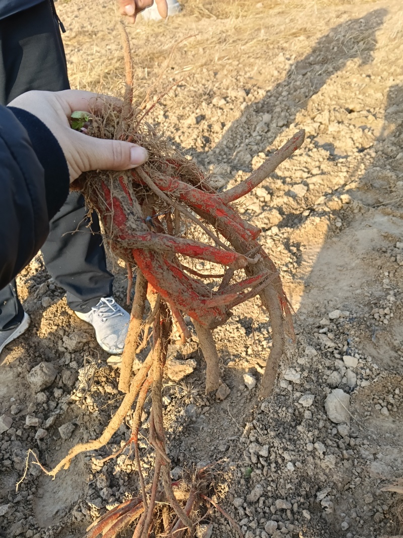 直采原产地无杂质丹参价格实惠