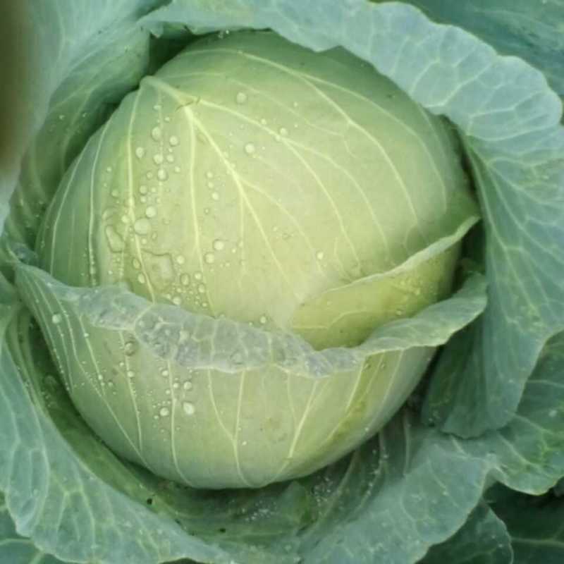 甘蓝
