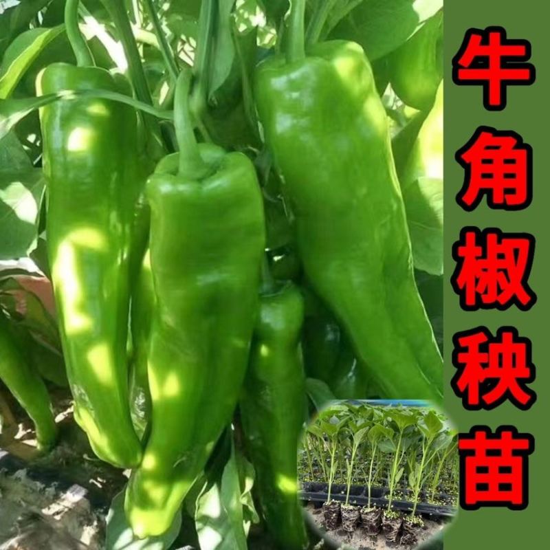 正宗牛角椒秧苗批发。