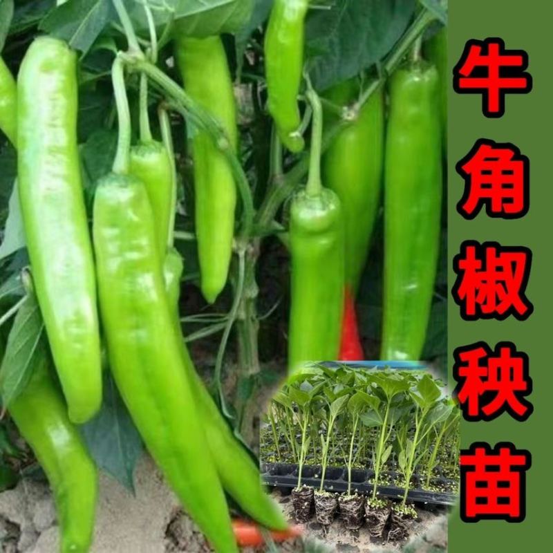 正宗牛角椒秧苗批发。