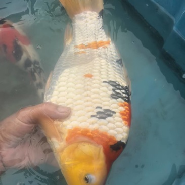 留养级锦鲤，尺寸35-40