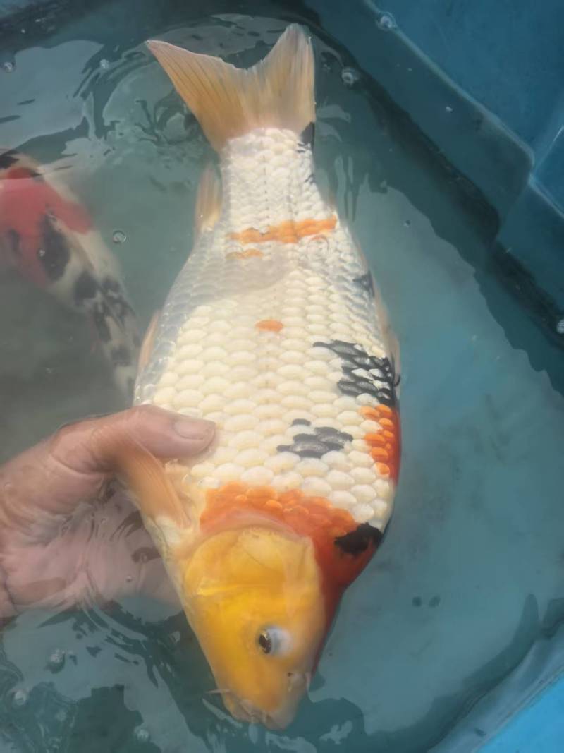 留养级锦鲤，尺寸35-40
