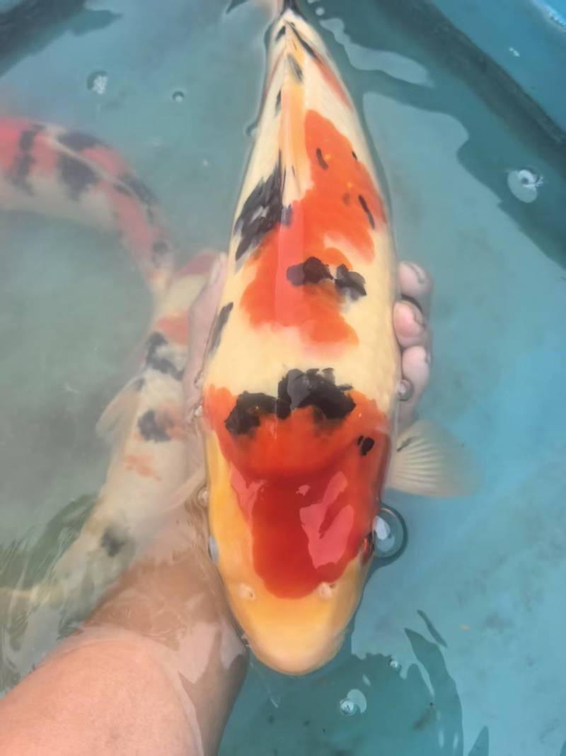 留养级锦鲤，尺寸35-40