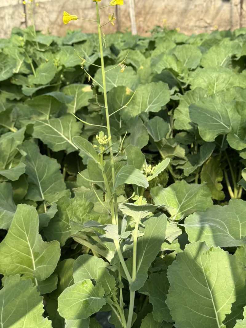 精品板兰苔大量上货
