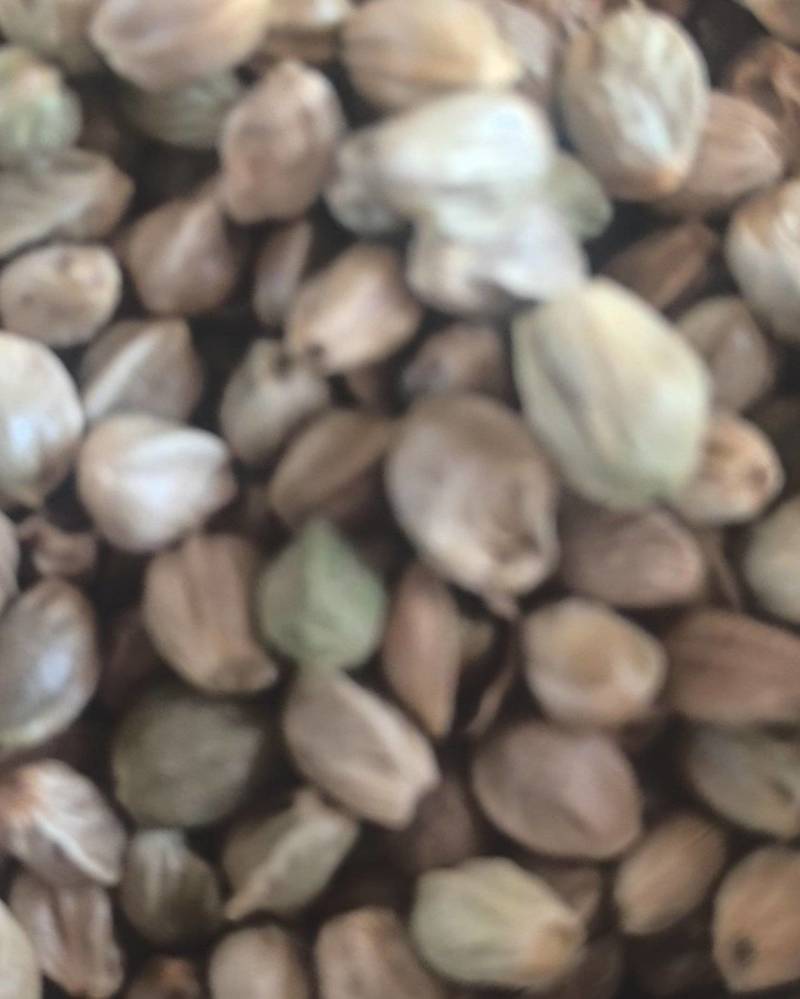 内䝉古达拉特旗特大麻子，（5.5筛精选）。