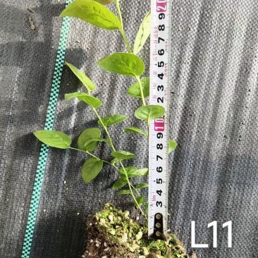 蓝莓钵苗L11