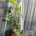 蓝莓钵苗L11