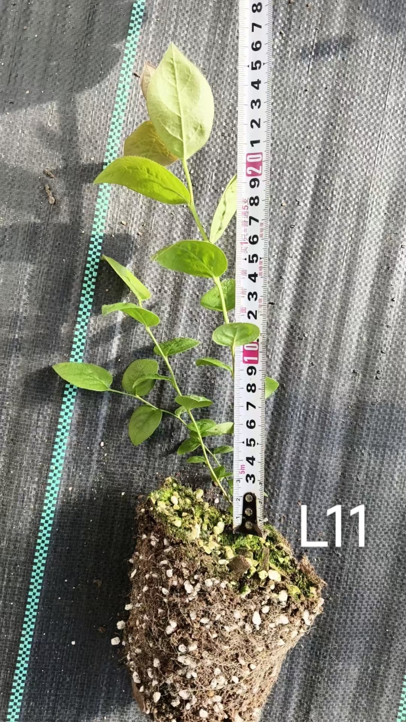 蓝莓钵苗L11