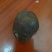 风干带血丝鸡宝