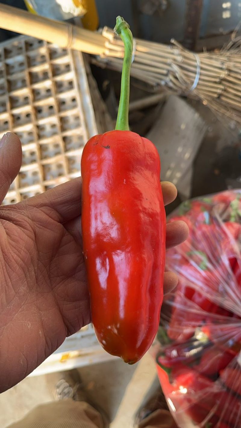红椒