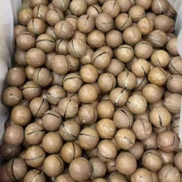 夏威夷果大量现货，规格齐全，电商一件代发，线下门店批发