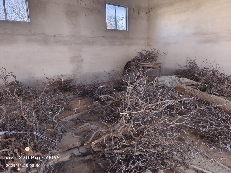 龙枣枝大批量批发