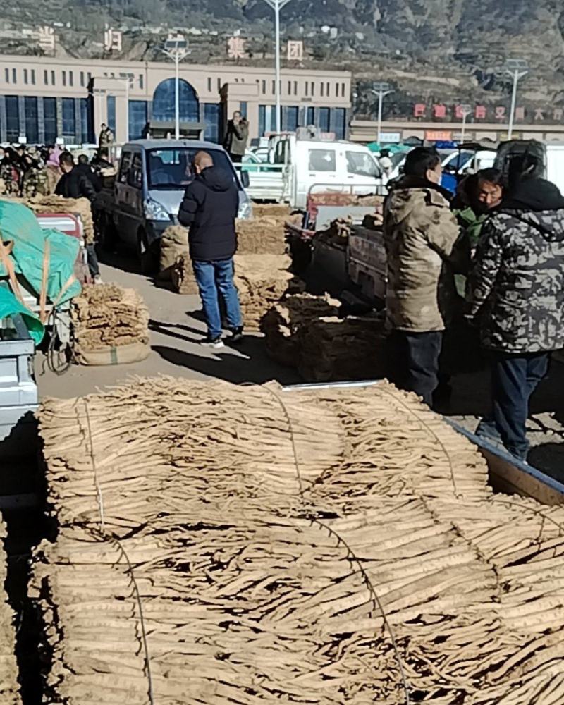 甘肃省定西市岷县当参当归