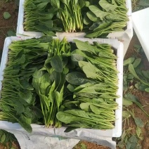 菠菜