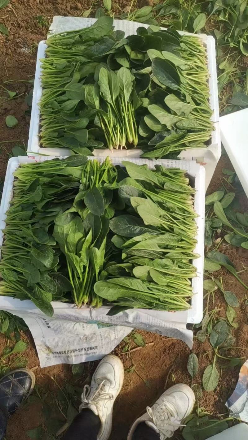 菠菜