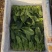 大棚菠菜。量大