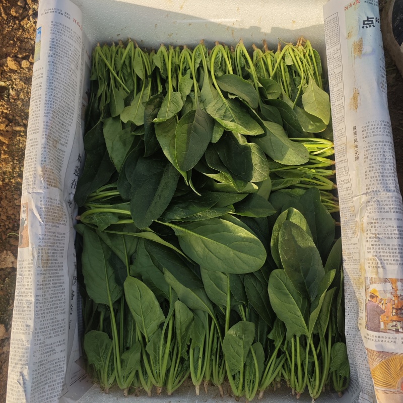 大棚菠菜。量大