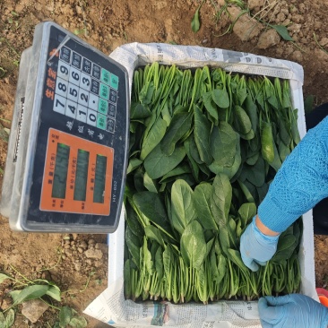大棚菠菜。量大
