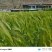 西藏山南隆子县正宗黑青稞
