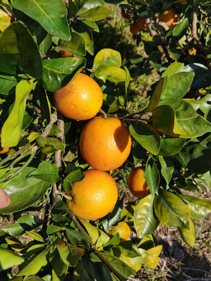 怀化积橙纽荷尔