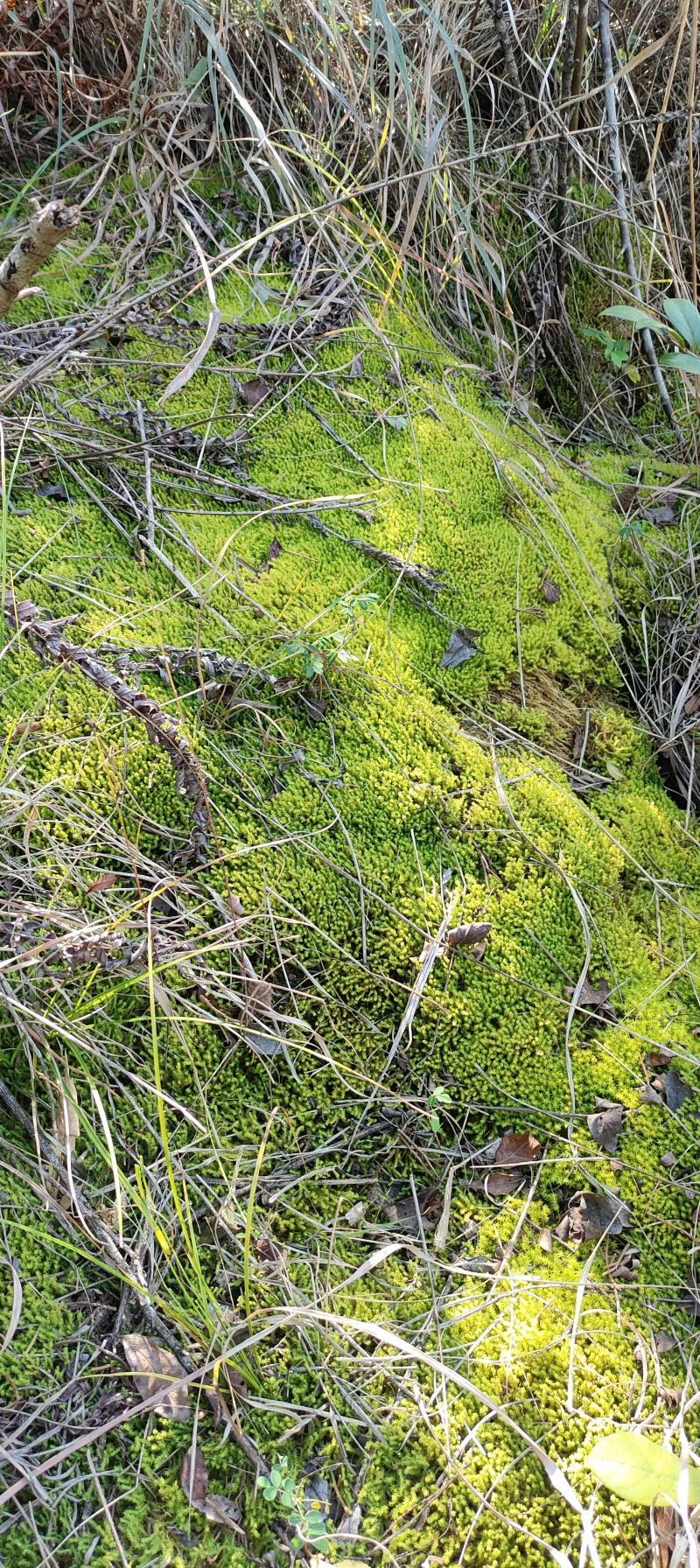 野生星星苔藓大量有，需要的联系