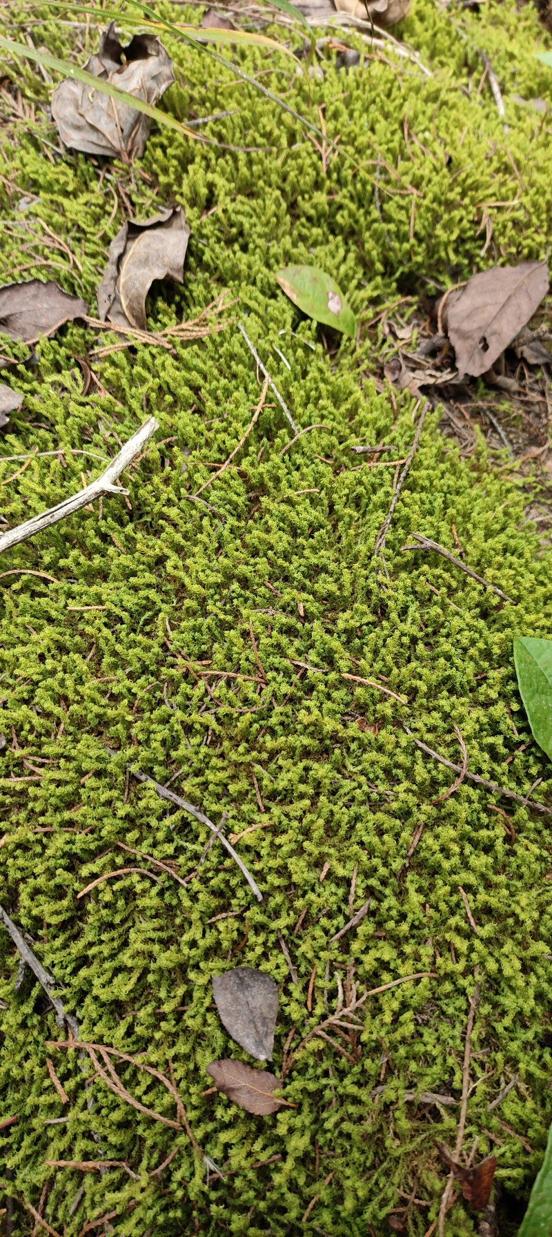 野生星星苔藓大量有，需要的联系