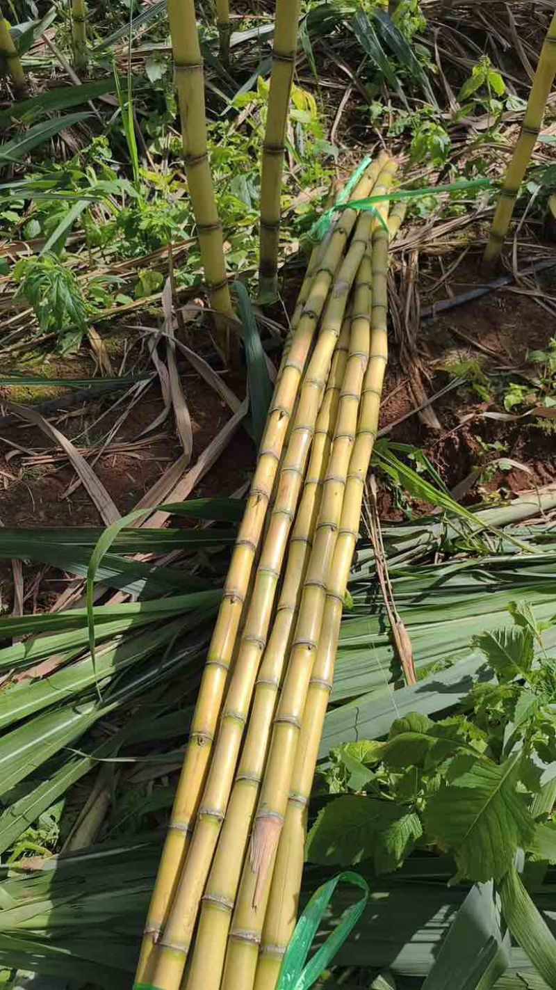 云南黄皮甘蔗，滇南沃土孕育的金色蜜饯。金黄表皮薄如蝉翼。